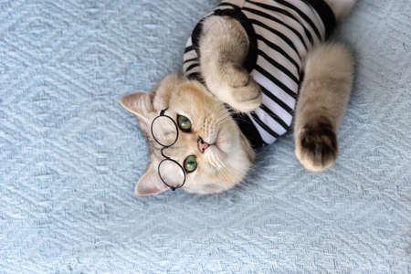 Funny white cat with glasses on blanketの写真素材