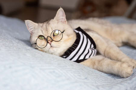Portarait white cat with glasses on blanketの写真素材