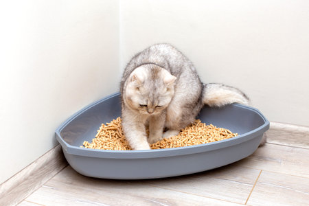 A gray British cat is digging into a large gray triangular plastic litter boxの写真素材