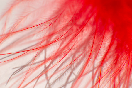 Fluff of red gentle feather bird close upの写真素材