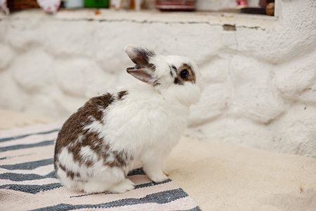A cute small decorative white and gray rabbitの写真素材
