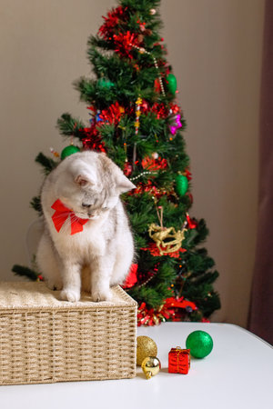 An adorable white cat in a red bow tie sits on a wicker basket near a Christmas tree.の写真素材