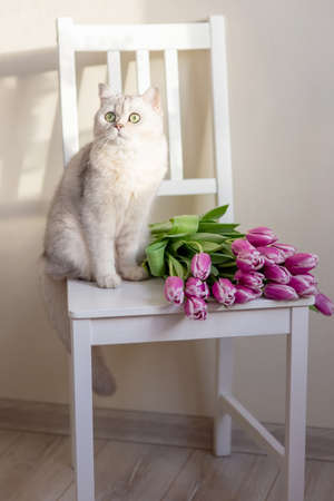 A beautiful white cat sits with bouquet of pink tulips, on a light background.の写真素材