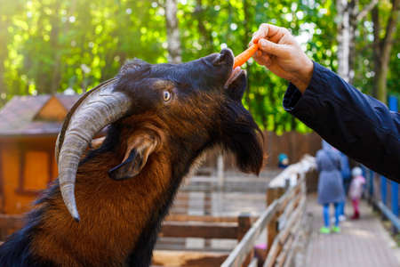 A mans hand is feeding a carrot to a brown goat standing in a wooden corral on a farm.の写真素材