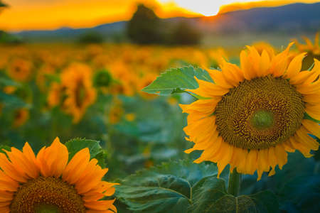 Close up of flowers beautiful field of sunflowers at sunsetの写真素材