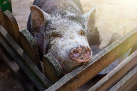 a curious black pig standing in a wooden paddock on a farm.
