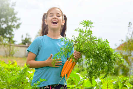 Laughing little girl in a green t-shirt holds a bunch of fresh carrots,の写真素材