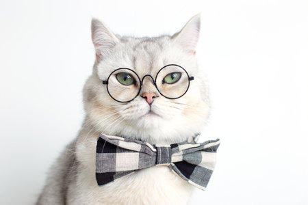 Funny white cat in a gray bow tie and glasses, on white background .の写真素材