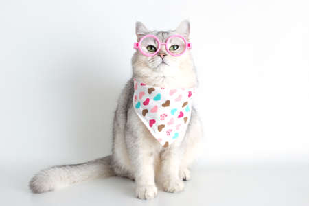 Funny white cat sits on a white background, with a triangular neckerchief and glassesの写真素材