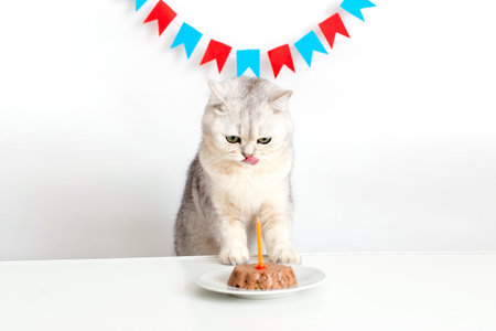 A funny white cat in a yellow paper cap sits at a white table with a canned cat cake with a candle and licks his lips.の写真素材