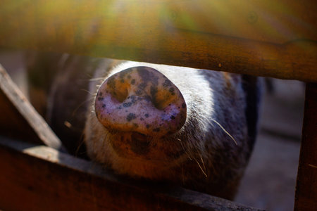 Close up snout of a black Vietnamese breed of pig standing in a wooden paddock on a farm.