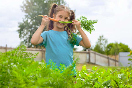 A funny little girl with fresh carrots stands in the gardenの写真素材