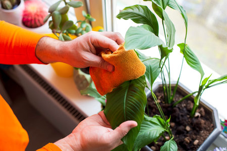 A man wipes spathiphyllum leaves on the windowsill with a rag.