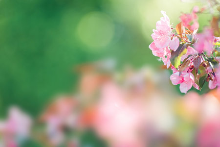 Beautiful background with blossoming branch of pink cherry tree