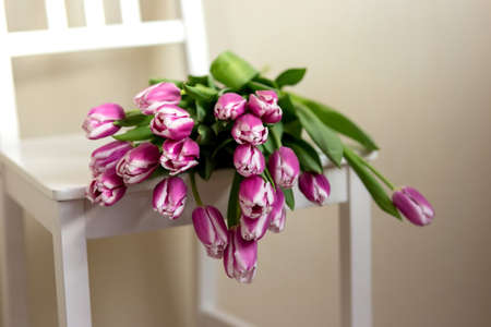 Purple tulips lie on a white chair, in a roomの写真素材