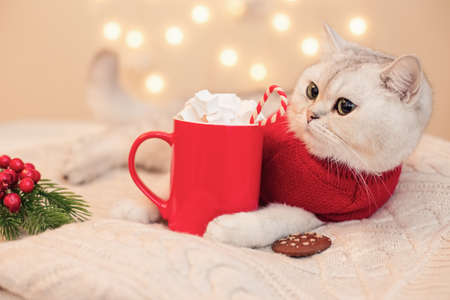 A adorable white cat in a red clothes , lies on a white knitted blanketの写真素材