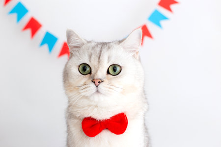 Portrait of white cat in a red bow tie, sitting on a white background under multicolored small flagsの写真素材