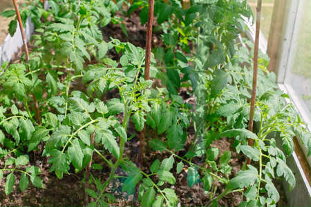 young bushes of green tomatoes grow in a greenhouse on a sunny dayの写真素材