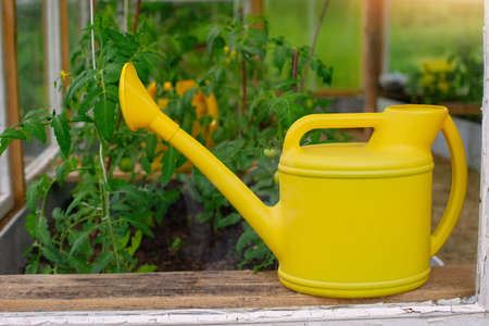 A yellow plastic watering can stands next to young tomato bushes, in a greenhouse .の写真素材