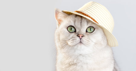 Portrait of a cute white cat, sitting in a straw hat, on a white backgroundの写真素材
