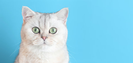 Close up of cute white british cat on a blue wide background,の写真素材
