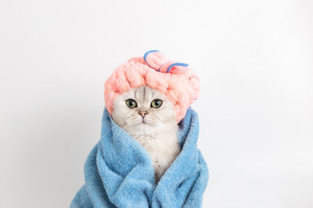 Funny wet white cat, after bathing, wrapped in a blue towel in a pink terry cap on his headの写真素材