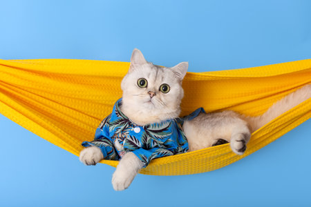 Cute white cat in blue shirt lie in a fabric hammock isolated on blue backgroundの写真素材