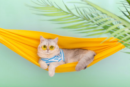 Stylish white cat in a yellow glasses resting in a yellow fabric hammockの写真素材