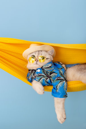 Adorable white cat in a straw hat and yellow glasses resting in a fabric hammockの写真素材