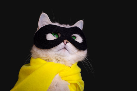 Portrait of white cat in a black mask and yellow cape sits on black background, looking upの写真素材