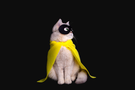 white cat in a black mask and yellow cape sits on black background, looking awayの写真素材