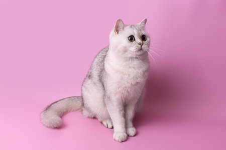 British white cat sitting isolated on pink background, looking awayの写真素材