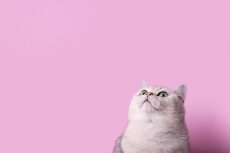 Wide banner with cute white cat isolated on pink background, looks upの写真素材