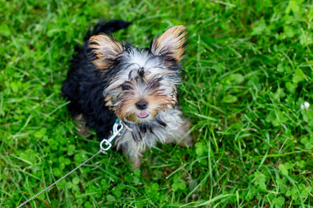 Adorable yorkshire terrier puppy sitting on vibrant green grassの写真素材