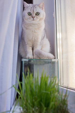 Cute cat sitting on an empty aquarium by the windowの写真素材