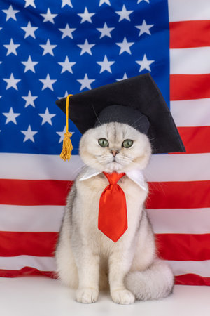 Cat with graduation cap and tie in front of american flagの写真素材