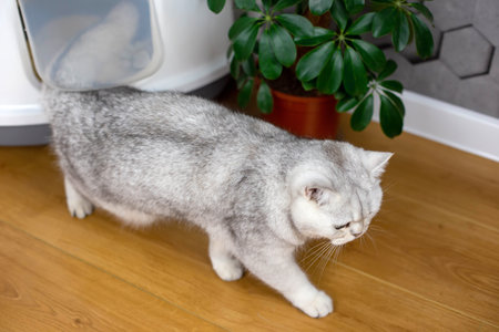 a white-grey british cat comes out of the door in a plastic corner closed white tray, top viewの写真素材