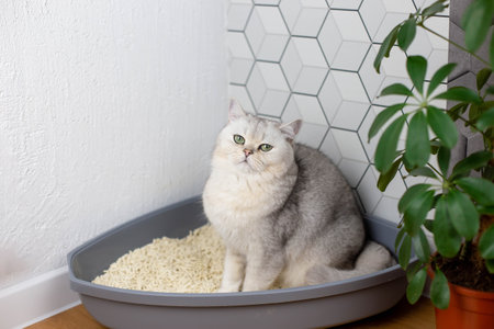 white cat sitting in a plastic corner tray , with a light clumping natural fillerの写真素材