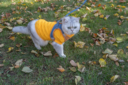 Adorable cat in yellow sweater exploring autumn leaves on a walkの写真素材
