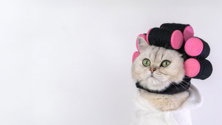 Adorable cat with pink hair rollers and white towel wrap looking curiousの写真素材