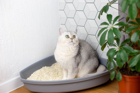 White cat sitting in a plastic corner tray for animals, with a light clumping natural fillerの写真素材