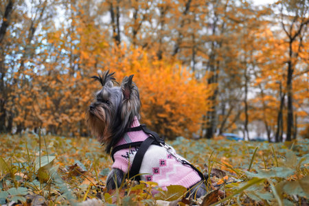 Yorkshire terrier in pink sweater enjoying autumn park sceneryの写真素材