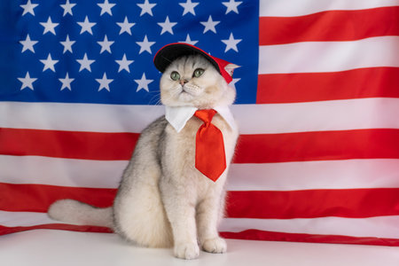 Patriotic cat in red tie and cap with american flag backgroundの写真素材