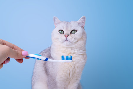 Adorable gray cat with green eyes looking at toothbrush against light blue backgroundの写真素材