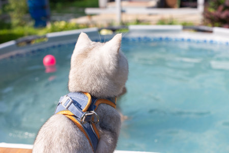 Cat with harness observing backyard pool on sunny dayの写真素材