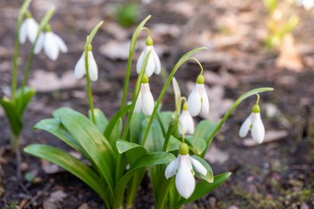 Blooming snowdrops in early spring garden with fresh green leavesの写真素材