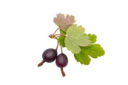 Fresh ripe black gooseberries with green leaves isolated on white backgroundの写真素材