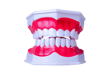 Dental model with red gums and white teeth for educational useの写真素材