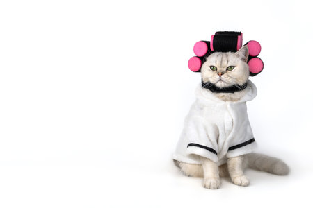 Charming cat in white bathrobe with pink curlers rollers on white backgroundの写真素材