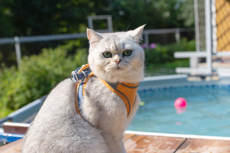Gray cat in orange harness by swimming pool in sunny backyard settingの写真素材